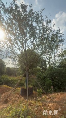 25公分朴树