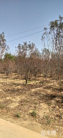 15公分绚丽海棠