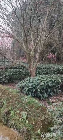 15公分中国红枫