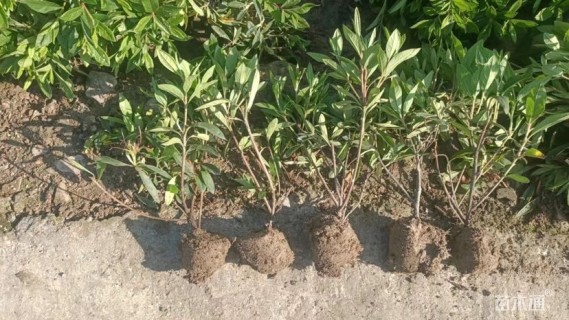 高度35厘米毛鹃