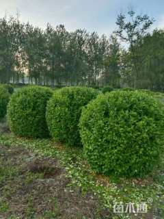 冠幅150厘米卫矛球