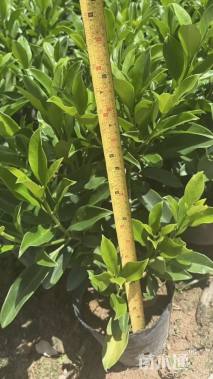 高度40厘米非洲茉莉