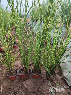 高度30厘米斑叶芒