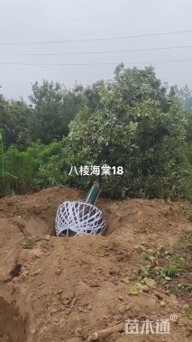 15公分八棱海棠