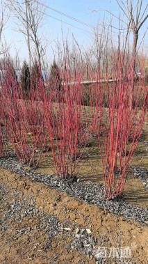 高度120厘米红瑞木