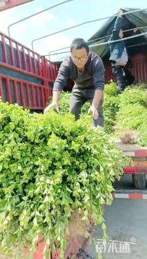 高度95厘米卫矛