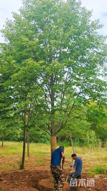 15公分欧洲小叶椴