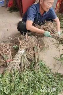 高度150厘米紫穗槐小苗