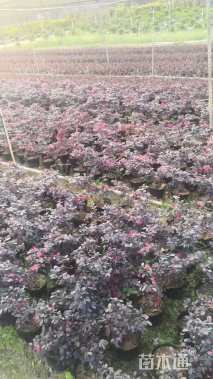 冠幅100厘米红花继木球