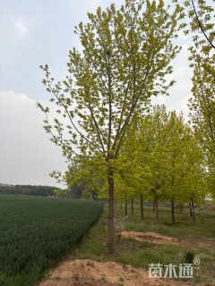 18公分金叶复叶槭