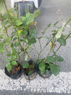 高度50厘米月季