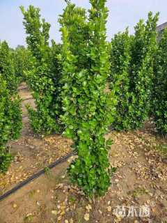 高度110厘米北海道黄杨