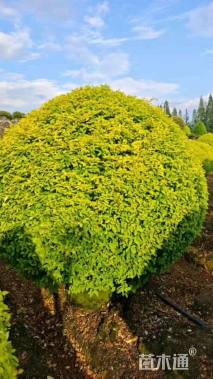 冠幅150厘米金冠女贞球