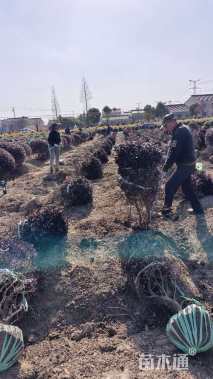 冠幅100厘米红花继木球