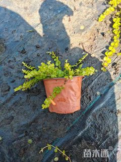 高度35厘米过路黄