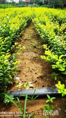 冠幅50厘米金叶女贞球