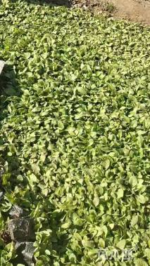 高度10厘米兰花鼠尾草