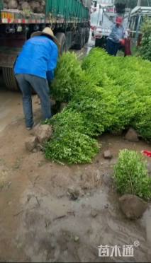 高度40厘米小叶黄杨