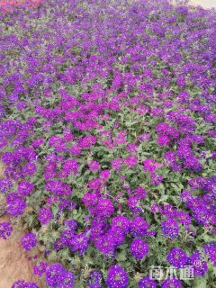 高度20厘米美女樱