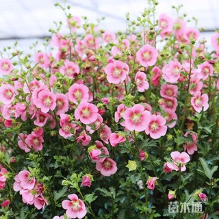 高度20厘米木槿