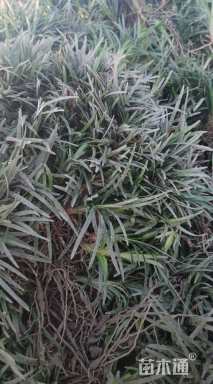 高度5厘米玉龙草