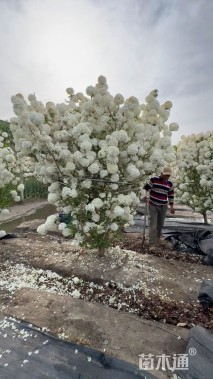 高度350厘米中华木绣球