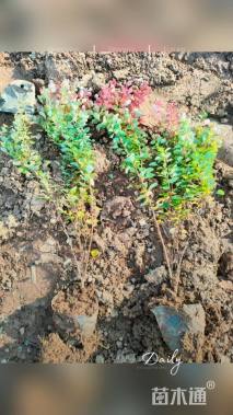 高度25厘米红叶小檗小苗