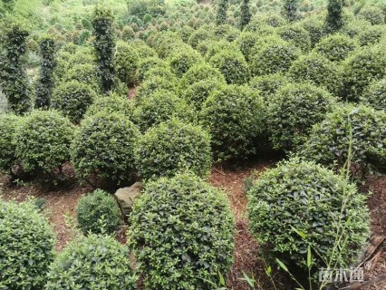 冠幅80厘米春鹃球