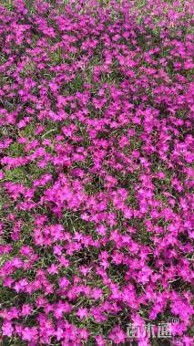 高度20厘米欧石竹