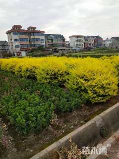 冠幅80厘米金冠女贞球