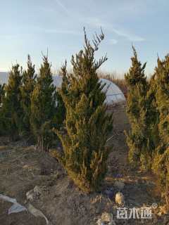 高度150厘米龙柏