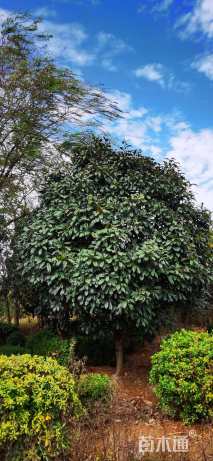 高度300厘米中华石楠