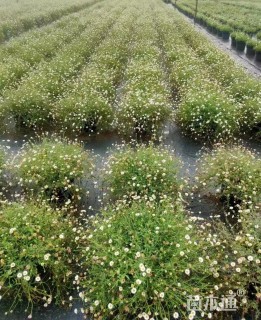 高度20厘米墨西哥飞蓬