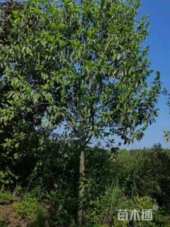 15公分深山含笑