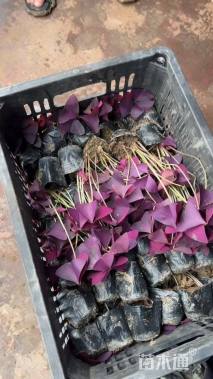 高度15厘米紫叶酢浆草