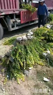 高度50厘米金叶女贞