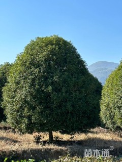 10公分桂花