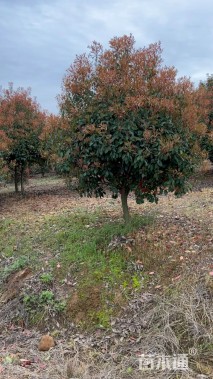 10公分红叶石楠