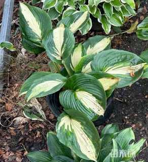 高度20厘米玉簪