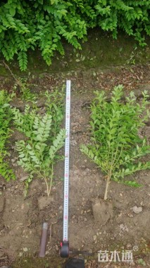 高度50厘米水蜡