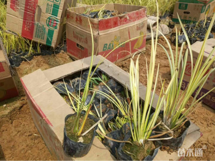 高度30厘米金叶石菖蒲