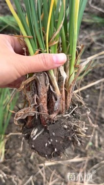 高度30厘米紫娇花