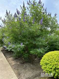 高度100厘米穗花牡荆