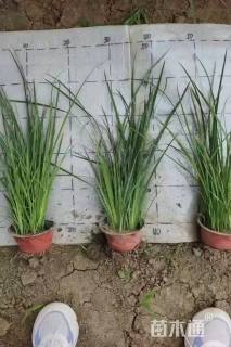 高度40厘米白花马蔺