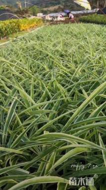 高度30厘米吊兰