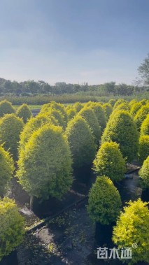 0.5公分造型亮晶女贞