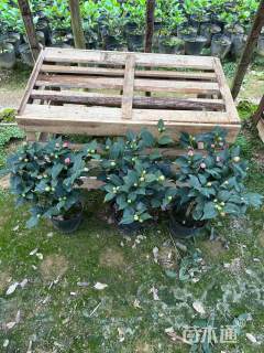 高度180厘米山茶花