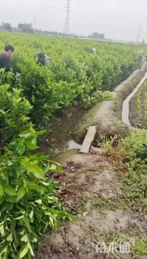 高度100厘米法国冬青