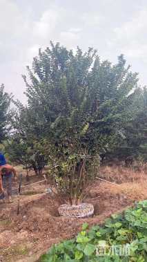 高度280厘米丛生紫薇