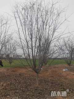 13公分垂丝海棠